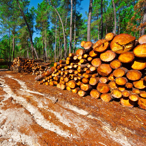 Preview: Logging In The Forest, Portugal