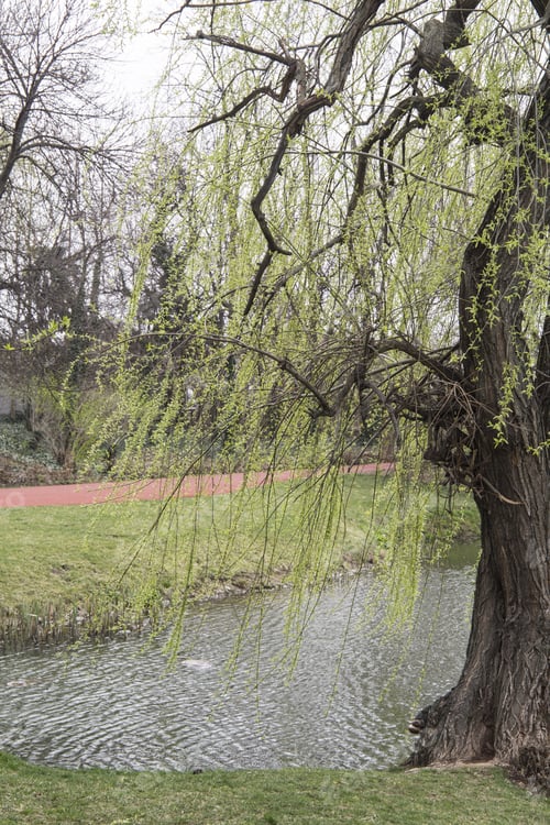 Preview: Botanical Garden In Craiova Alexandru Buia On March 18, 2017 Romania