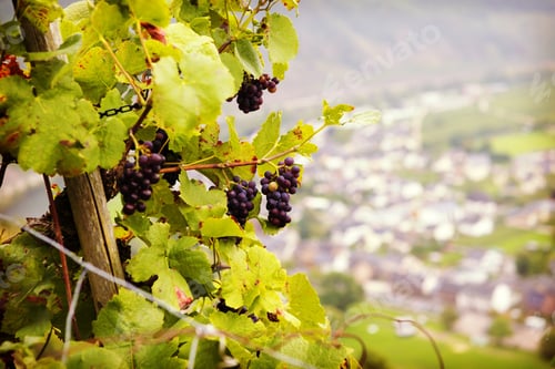 Preview: An Image Of A Ready Grapes In The Bush In The High Hills Of Mosel River In Germany. A Small Village