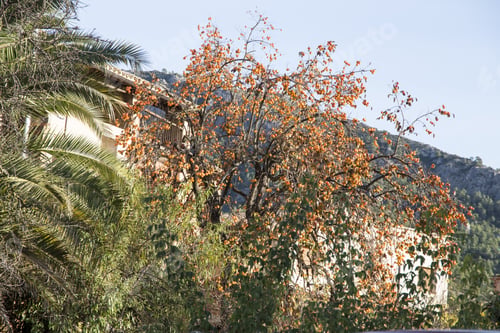 Preview: Persimmon Tree Aragon Spain