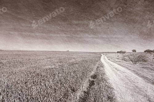 Preview: Countryside With Green Field And Rural Curving Road In Israel. Early Spring In Fields In Southern