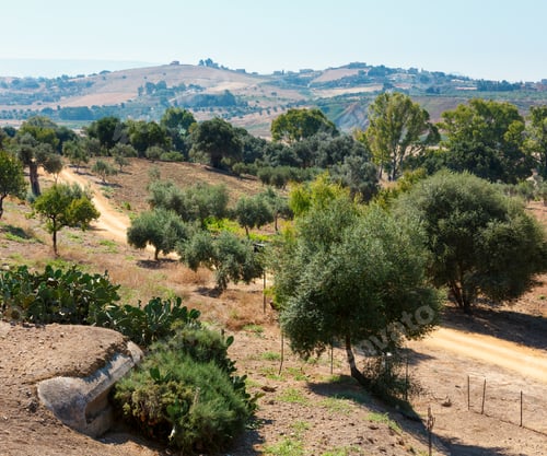 Preview: Olive Garden View From Famous Ancient Ruins In Valley Of Temples, Agrigento, Sicily, Italy. Summer