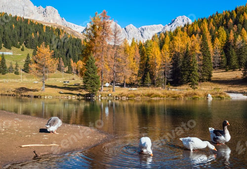 Preview: Geese Flock On Autumn Alpine Mountain Pond Not Far From San Pellegrino Pass, Trentino, Dolomites