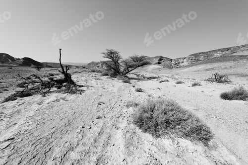 Preview: Life In A Lifeless Infinity Of The Negev Desert In Israel. Breathtaking Landscape And Nature Of The