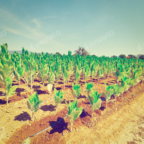 Preview: Plantation On The Hills Of Tuscany, Instagram Effect