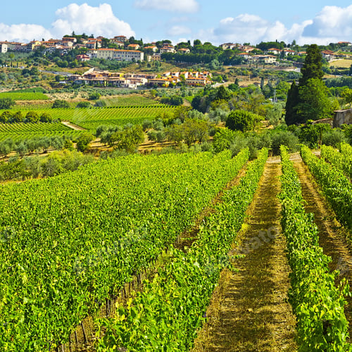 Preview: Vineyard With Ripe Grapes In The Autumn On The Background Of Medieval Italian City