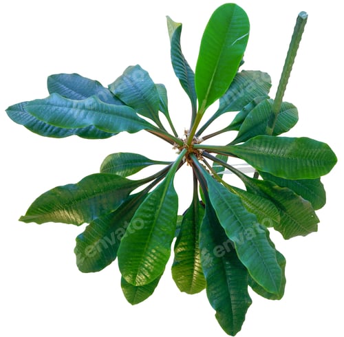 Preview: Euphorbia Leuconeura Plant In Flowerpot Isolated On White.
