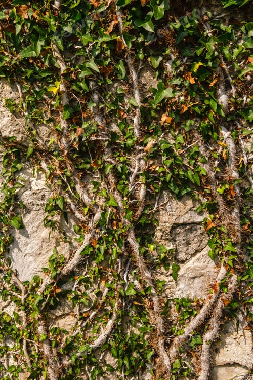 Preview: Old Medieval Stone Wall In Abandoned Destroyed Settlement, With Climbing Woody Evergreen Vine Ivy