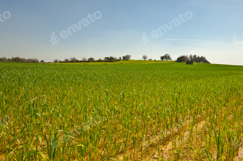 Preview: Green Field In Israel, Spring