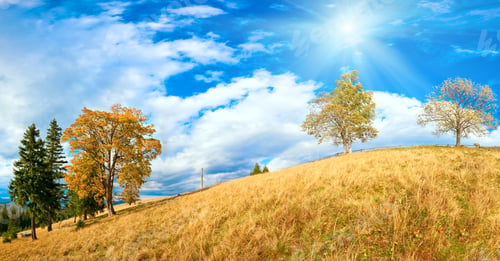 Preview: Autumn Mountain Hill With Colorful Trees (Carpathians, Ukraine). Three Shots Stitch Image.