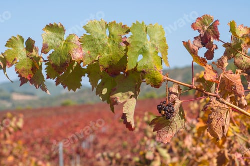 Preview: Vineyards In Autumn In Fontanares Valencia Province Spain On October 2020