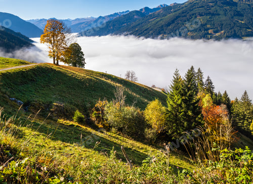 Preview: Sunny Idyllic Autumn Alpine Scene. Peaceful Misty Morning Alps Mountain And Lonely Big Trees View