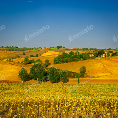 Preview: Sunflower Plantation On The Hills Of Tuscany, Instagram Effect