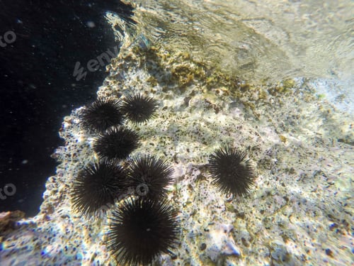 Preview: Under Water Image El Portet Moraira Alicante Province Spain