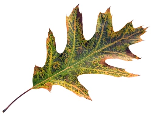 Preview: Colorful Leaf Of Oak Isolated On White Background