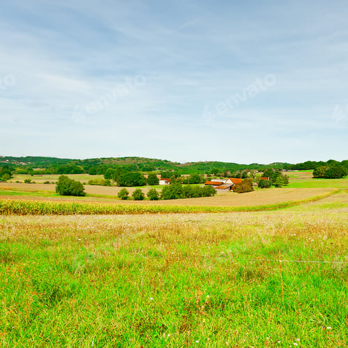 Preview: Plantation Of Corn Near The Small Village In France