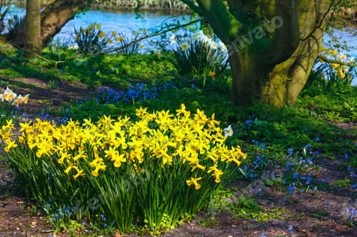 Preview: Beautiful Yellow Narcissus In The Spring Park.