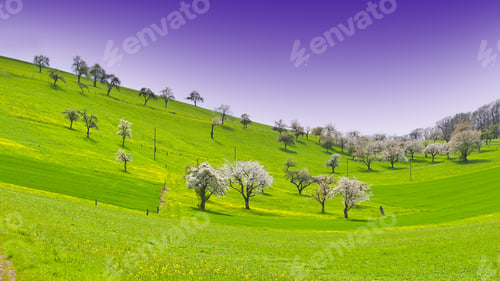 Preview: Flowering Trees Surrounded By Sloping Meadows In Switzerland