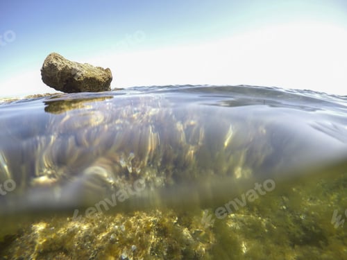 Preview: Mediterranean Underwater Seaweed Algae In Denia Javea Alicante Spain