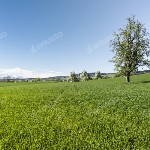 Preview: Agriculture In Switzerland, Fields, Flowering Trees And Pastures.