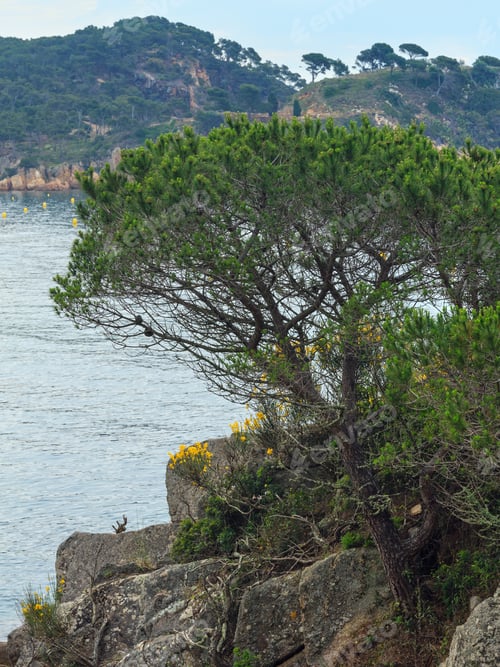 Preview: Summer Morning Sea Coast Landscape With Pine Tree In Front (Costa Brava, Spain).