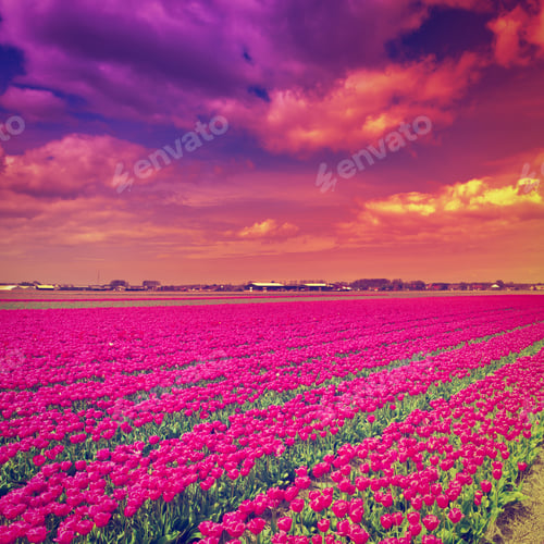 Preview: Setting Sun Over Fields Of Tulips In Netherlands, Instagram Effect