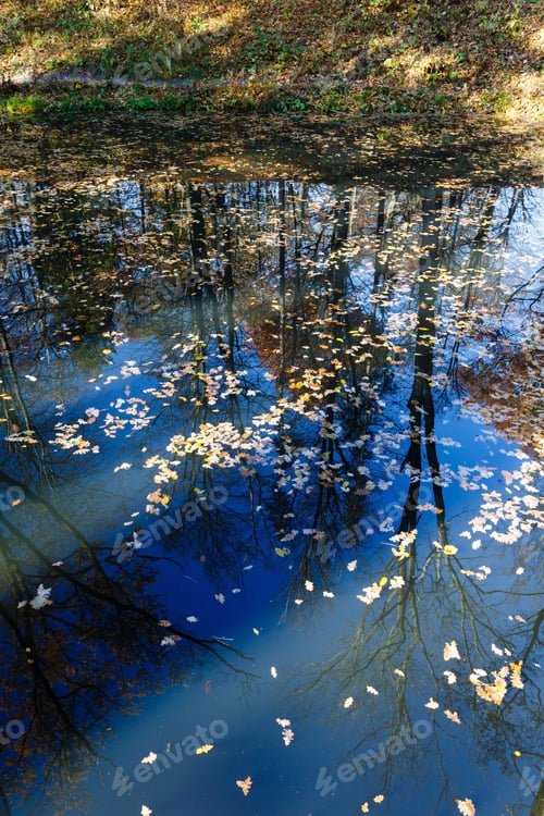 Preview: Pond With Trees Reflection And Yellow Leaves Of Oak Tree On Water Surface In Autumn Park.