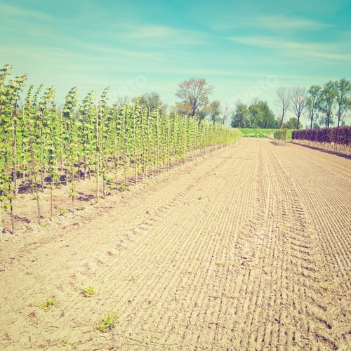 Preview: Bamboo Sticks Supporting Young Plants In The Netherlands, Instagram Effect