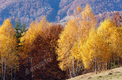 Preview: Autumn Misty Mountain View With Yellow Foliage Of Birch Trees On Slope.
