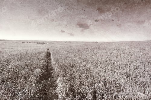 Preview: Countryside With Green Field And Rural Curving Road In Israel. Early Spring In Fields In Southern