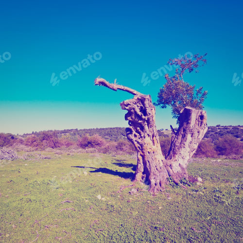 Preview: Broken Tree On The Clearing In Galilee, Instagram Effect