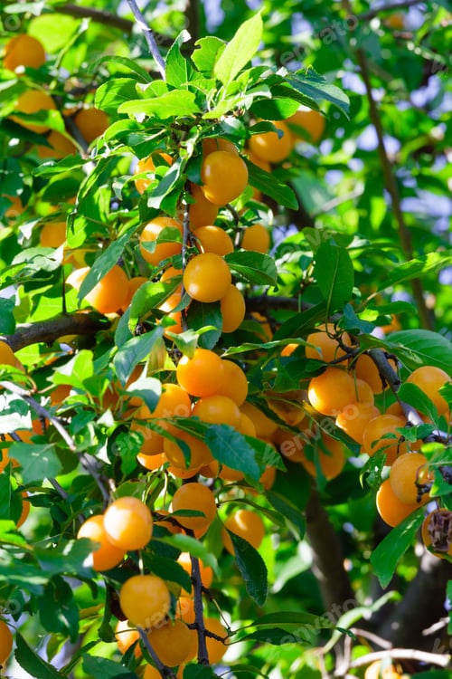 Preview: Branches With Yellow Cherry Plum Fruit