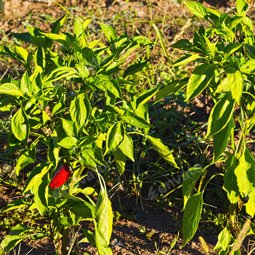 Preview: Red Pepper In Vegetable Garden On A Personal Plot In The French Village
