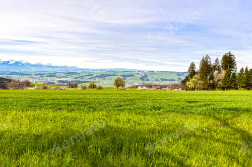 Preview: Pasture On The Background Of Snow-Capped Alps In Switzerland. Swiss Small Town At The Foot Of
