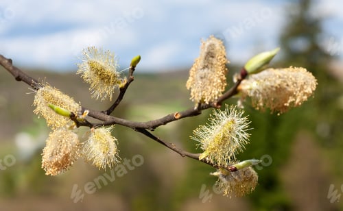 Preview: Blossoming Willow Twig With Buds On Spring Forest Edge