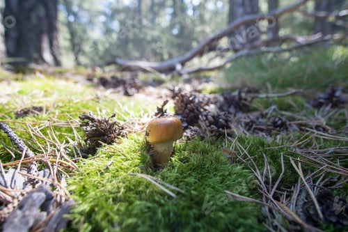 Preview: Wild Mushrooms In Teruel Mountains Aragon Spain