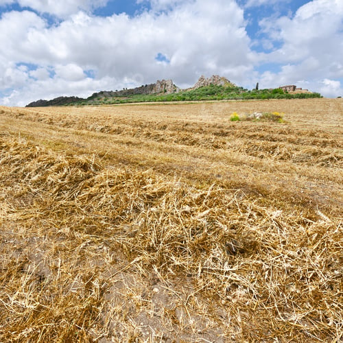 Preview: Mown Wheat Field On The Hill In Sicily
