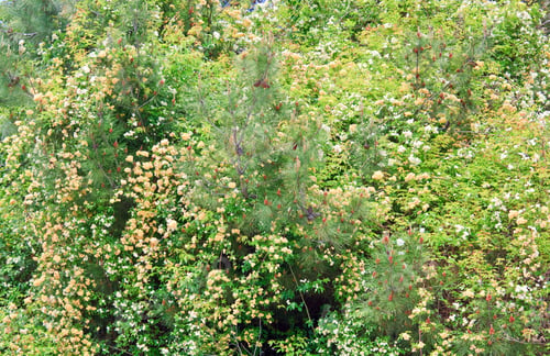 Preview: Blossom Spring Bush With White And Beige Flowers (Nature Background)
