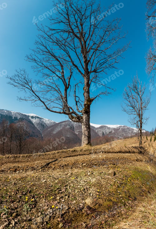 Preview: Early Spring Carpathian Mountains Plateau Landscape With Snow-Covered Ridge Tops In Far, Ukraine.