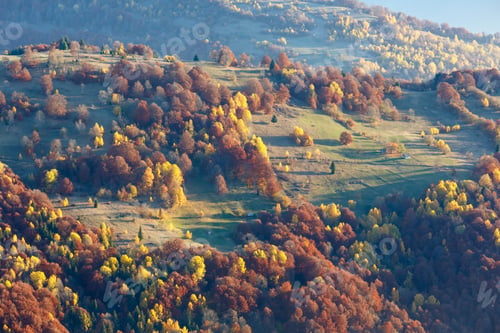 Preview: Colorful Trees On Slope In Morning Autumn Carpathian.