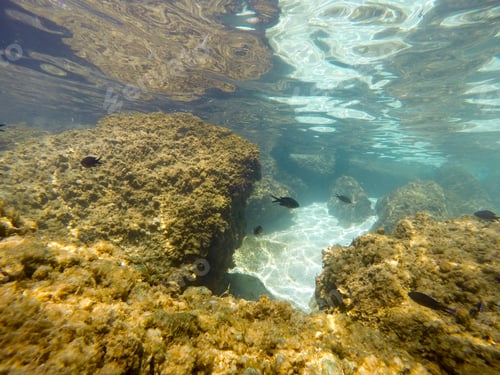 Preview: School Of Parrot Fish Mediterranean Sea Calpe Alicante Spain