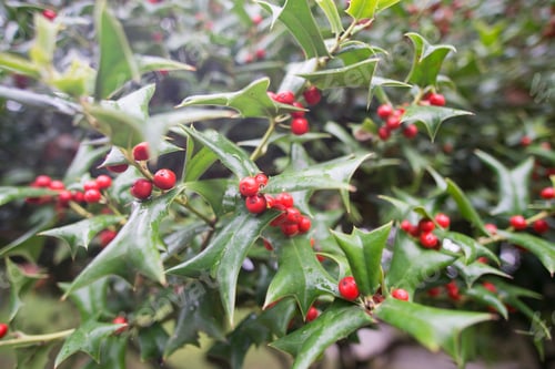 Preview: Wet Holly Bush In Bergamo