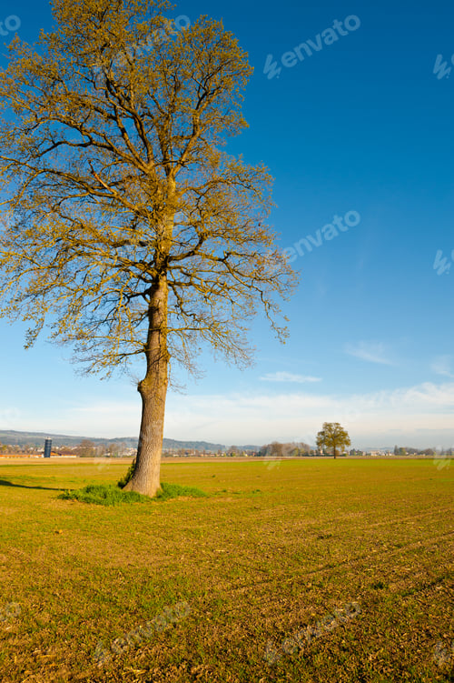Preview: Solitary Tree Surrounded By Plowed Fields, Switzerland