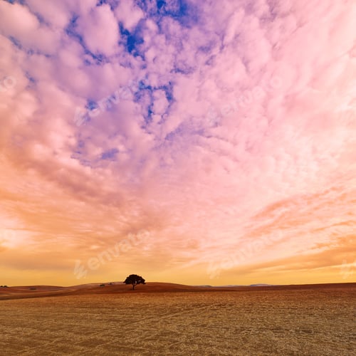 Preview: Tree On The Plowed Field In Spain, Sunset
