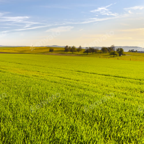 Preview: Pastures With Fences In Switzerland Early Morning. Swiss Landscape With Meadows On The Background