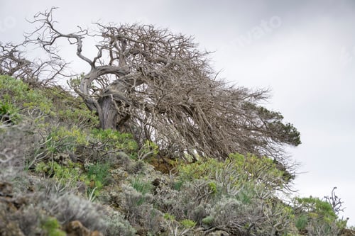 Preview: Typical Coastal Landscape In El Hierro, Canary Islands. Gnarled Juniper Tree Shaped By The Wind.