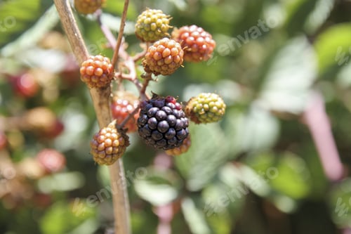 Vista previa: Blackberries Mijares River Teruel Aragon Spain