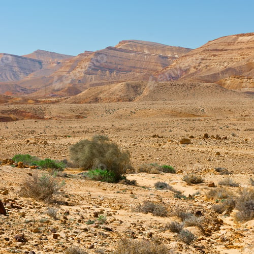 Preview: Green Plants Of The Negev Desert In Israel