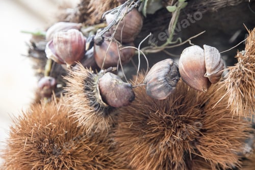 Preview: Chestnuts In Tree Heidelberg Germany On May