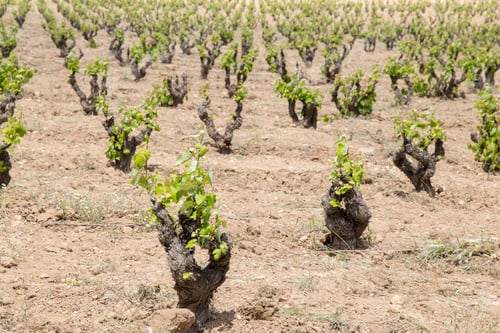 Preview: Spring Vineyards Fontanars Dels Alforins Valencian Community Spain